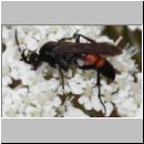 Evagetes alamanicus - Wegwespe m001a 7mm - OS-Hasbergen-Lehmhuegel-det.jpg